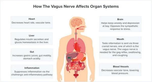 Discover the Benefits of Auricular Vagus Activation